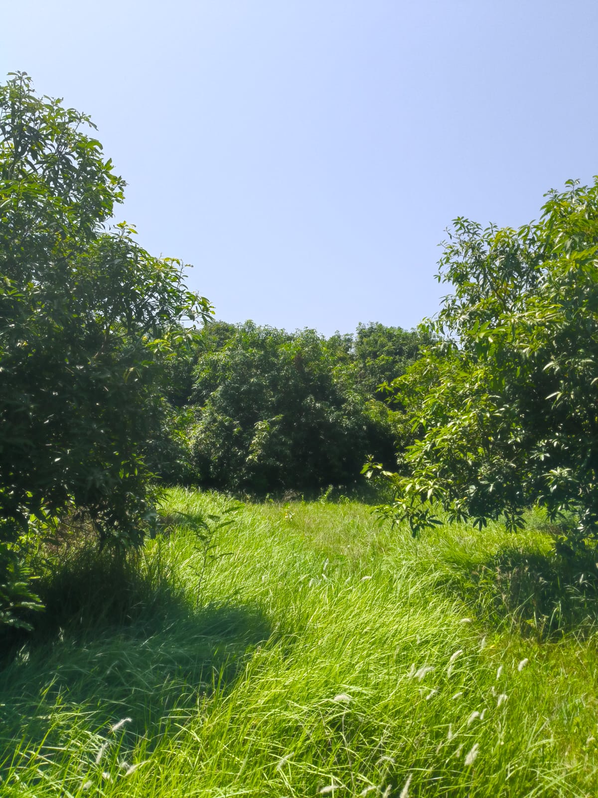 Farm land for sale at Arcot Kuppam Illupur